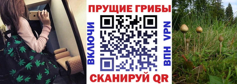 Галлюциногенные грибы GOLDEN TEACHER  hydra зеркало  Завитинск 